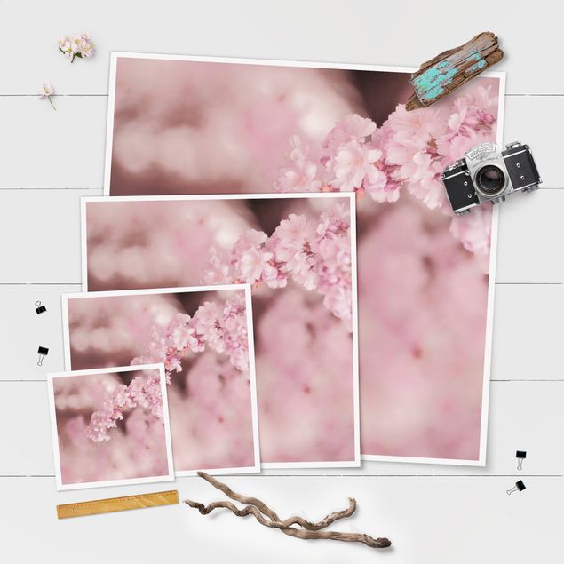 Poster Kirschblüte im Violetten Licht
