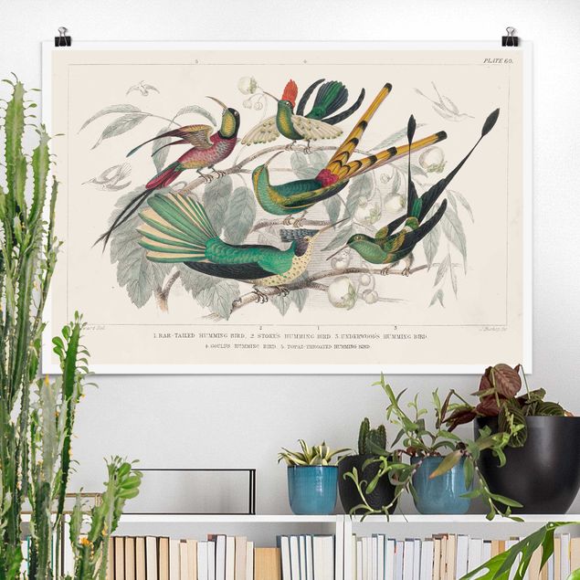 Poster Vintage Kolibri-Diagramm