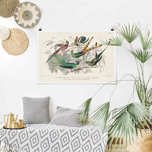 Poster Tiere Kolibri-Diagramm