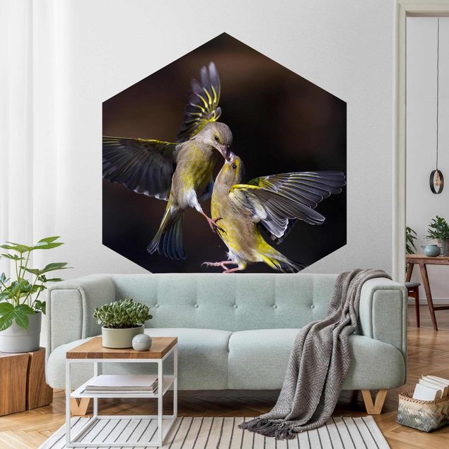 Fototapete Tiere Küssende Kolibris