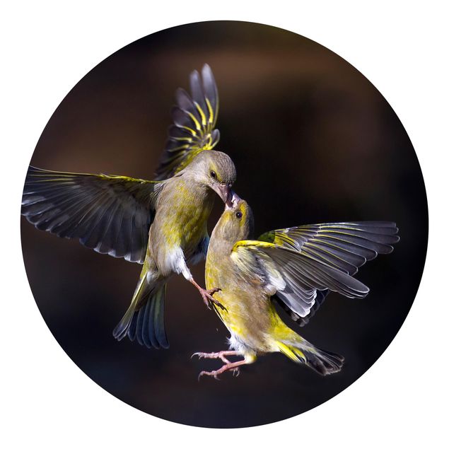 Fototapete Tiere Küssende Kolibris