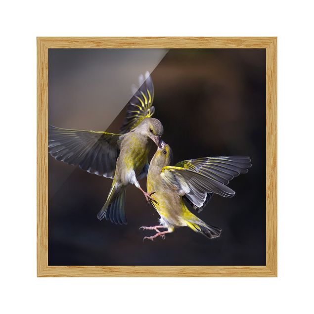 Wandbilder Modern Küssende Kolibris