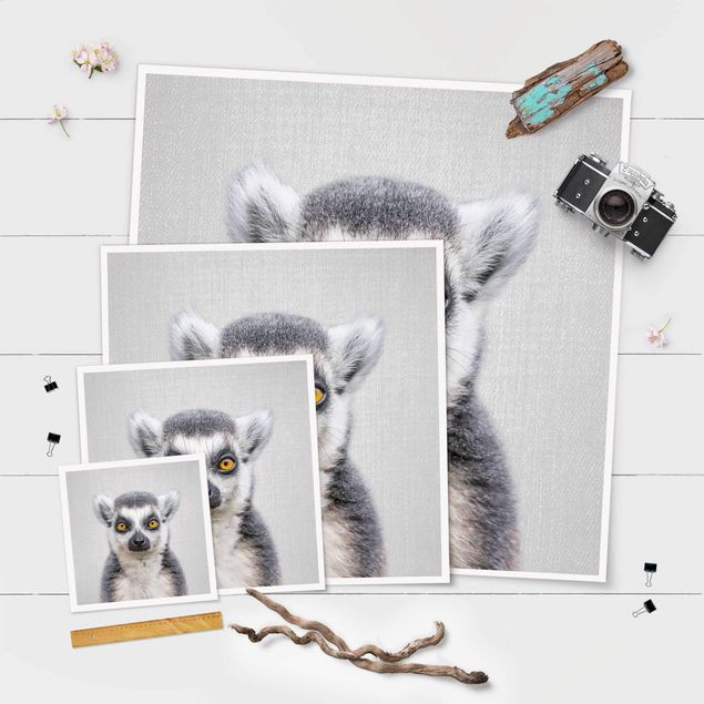 schöne Bilder Lemur Ludwig