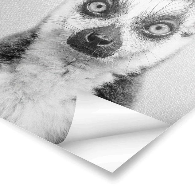 Gal Design Bilder Lemur Ludwig Schwarz Weiß