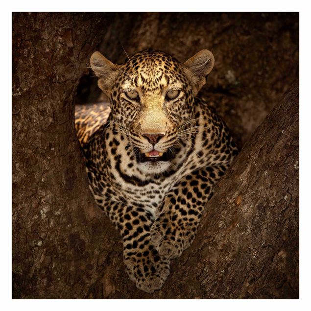 Foto Tapete Leopard ruht auf einem Baum