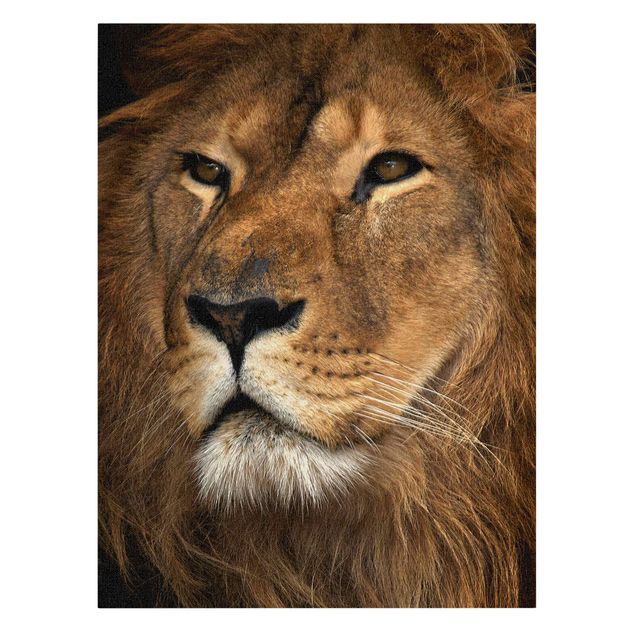 Tierbilder Leinwand Löwenblick