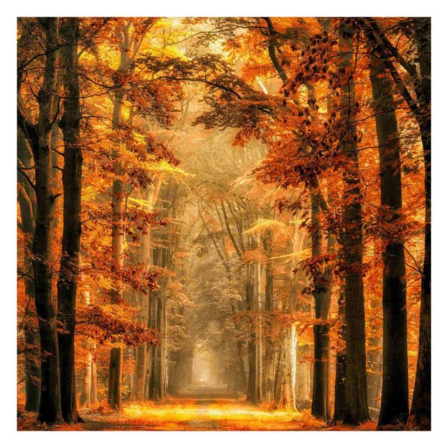 Fototapete Märchenwald im Herbst