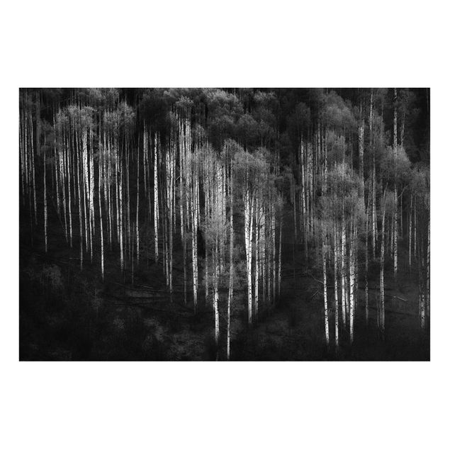 Wandbilder Bäume Birkenwald in Aspen