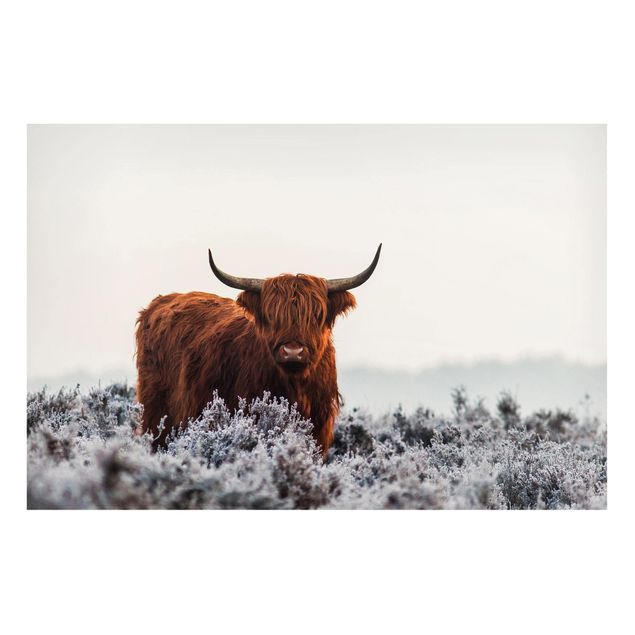 Magnettafeln Tiere Bison in den Highlands