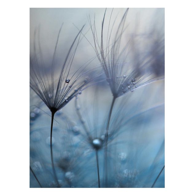 Magnettafeln Blumen Blaue Federn im Regen