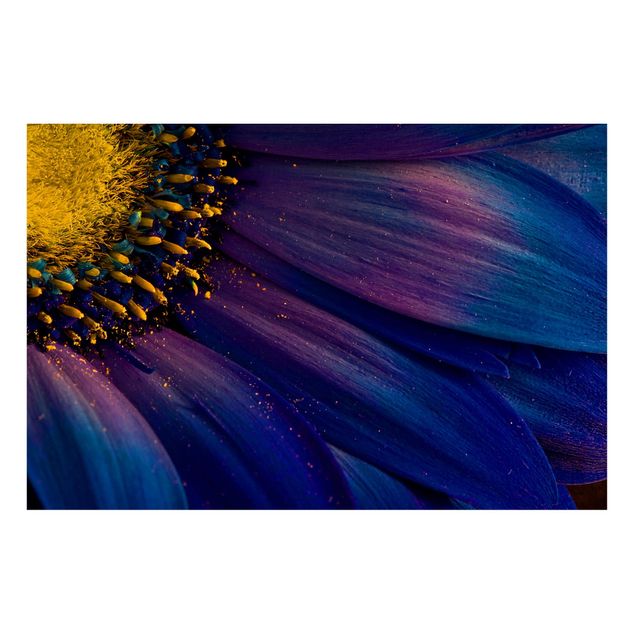Magnettafeln Blumen Blaue Gerberablüte