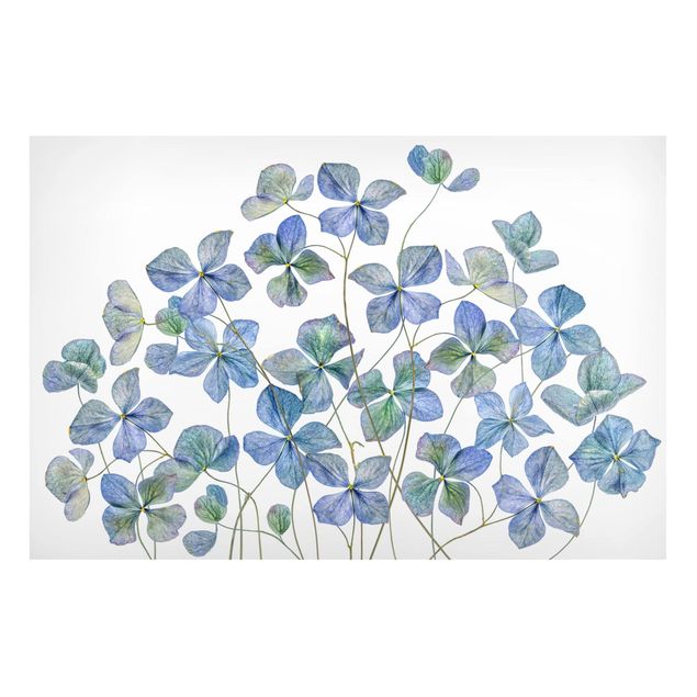 Magnettafeln Blumen Blaue Hortensienblüten