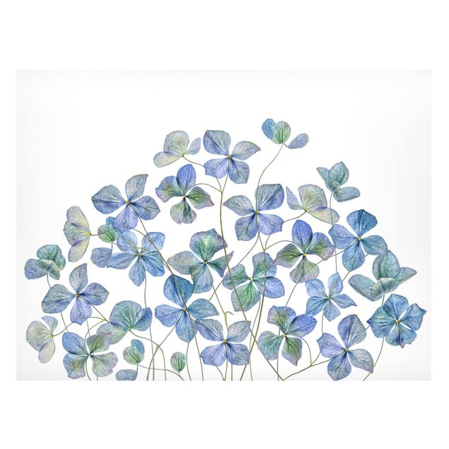 Magnettafel Blume Blaue Hortensienblüten