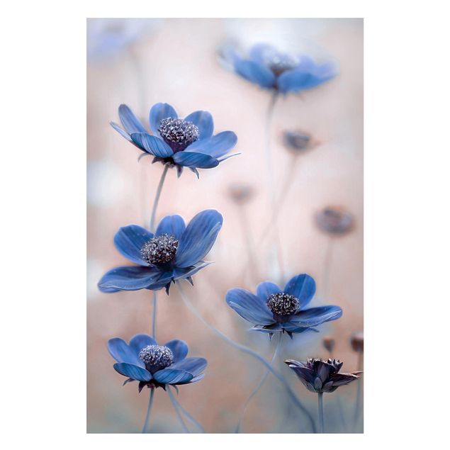 Magnettafel Blume Blaue Kosmeen