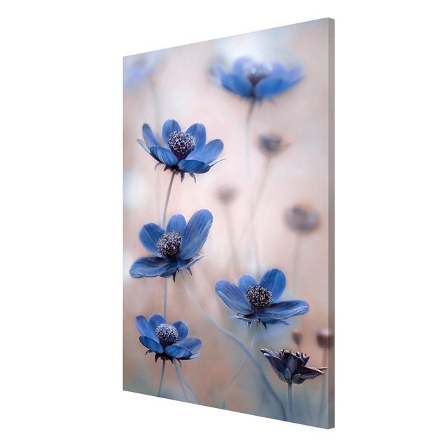 Wandbilder Floral Blaue Kosmeen
