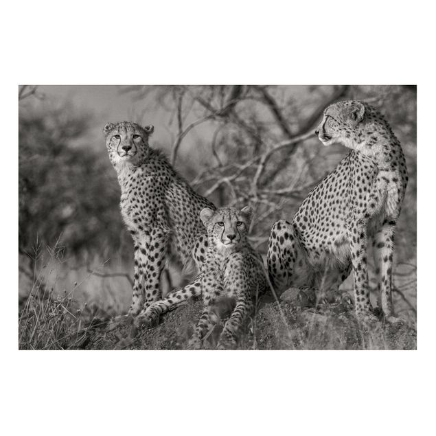 Magnettafeln Tiere Drei Geparden
