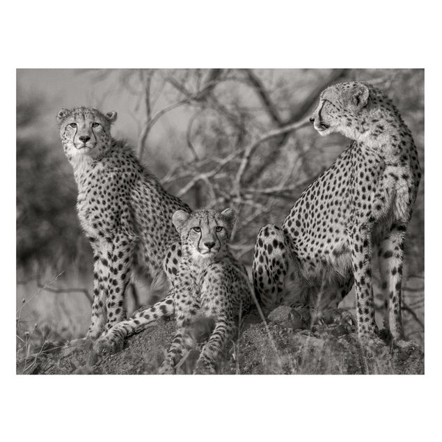 Magnettafel Tiere Drei Geparden