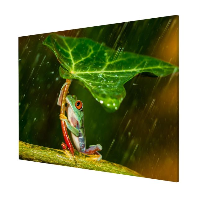 Wandbilder Floral Ein Frosch im Regen