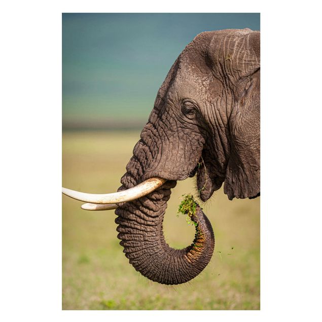 Wandbilder Elefanten Elefantenfütterung Afrika
