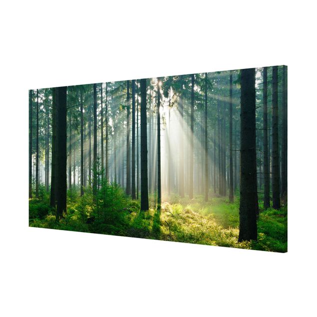 Wandbilder Landschaften Enlightened Forest