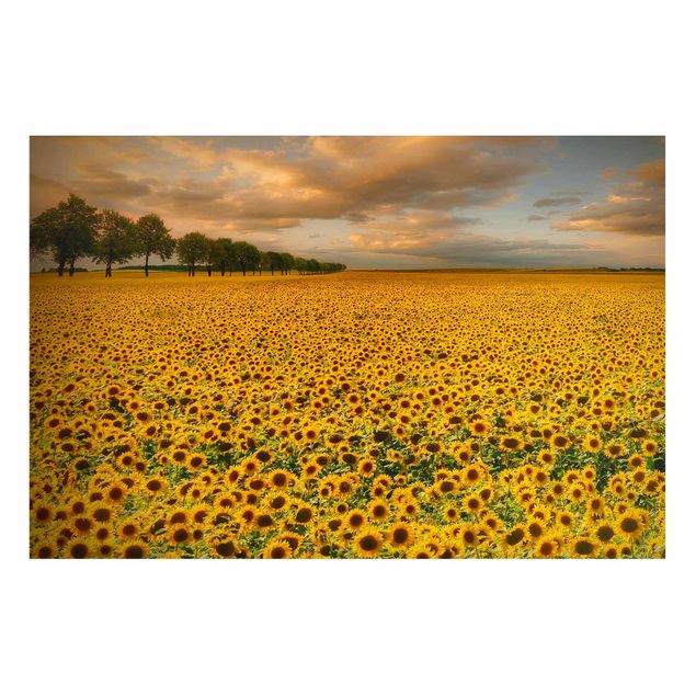 Wanddeko Küche Feld mit Sonnenblumen