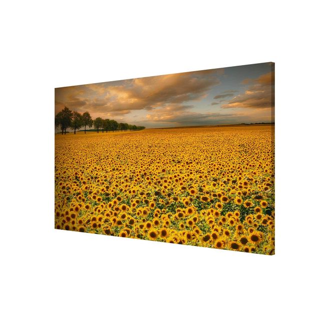 Wandbilder Natur Feld mit Sonnenblumen
