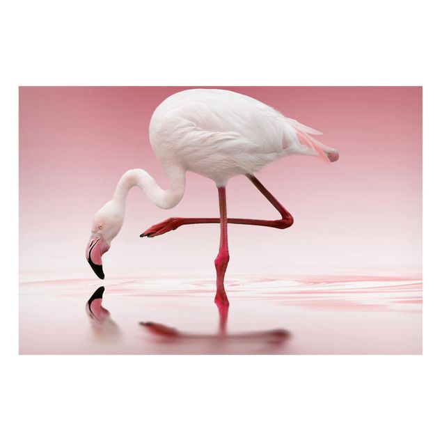 Magnettafeln Tiere Flamingo Dance