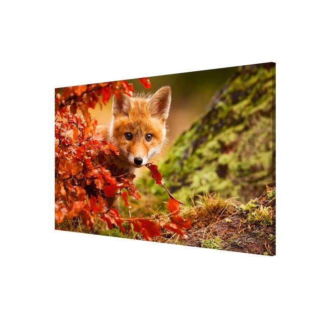 Wandbilder Landschaften Fuchs im Herbst