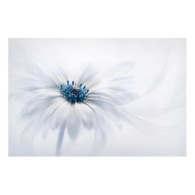 Magnettafel Blume Gänseblümchen in Blau