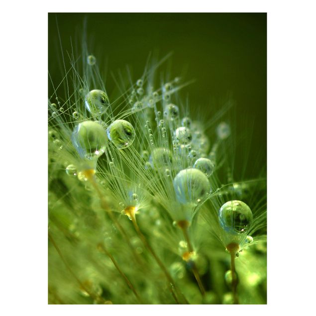 Magnettafeln Blumen Grüne Samen im Regen