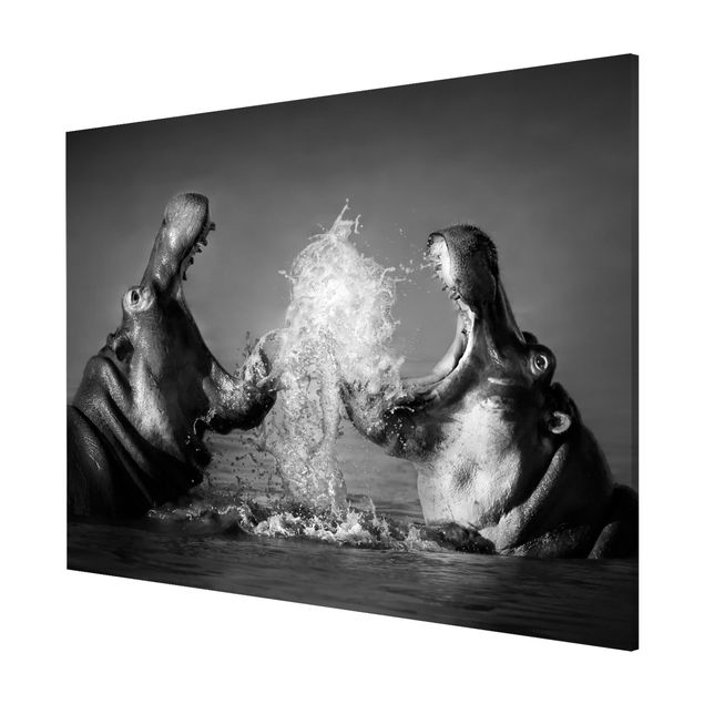 Wandbilder Afrika Hippo Fight