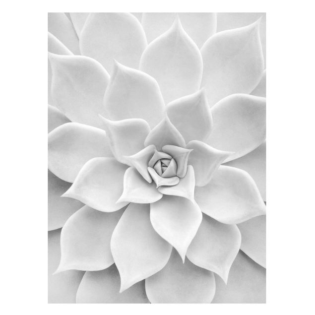 Magnettafel Blume Kaktus Sukkulente