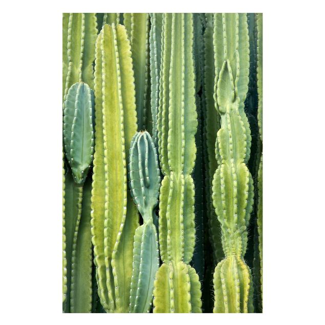 Magnettafel Blume Kaktus Wand