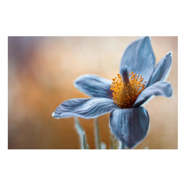 Magnettafel Blume Kuhschelle in Blau