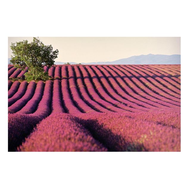 Wandbilder Landschaften Lavender