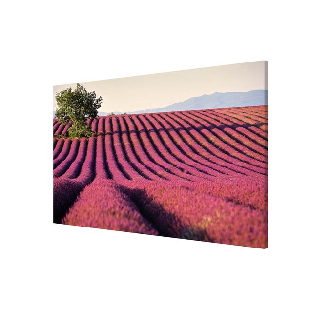 Wandbilder Natur Lavender