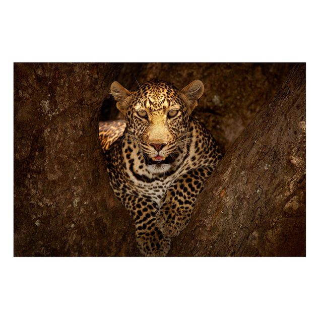 Magnettafel Tiere Leopard ruht auf einem Baum