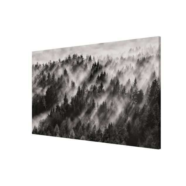 Wandbilder Landschaften Lichtstrahlen im Nadelwald