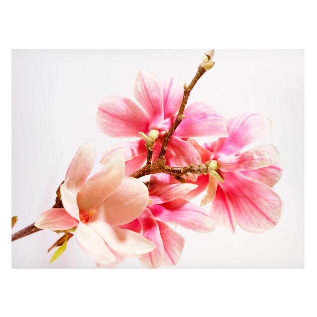 Magnettafel Blume Magnolienblüten