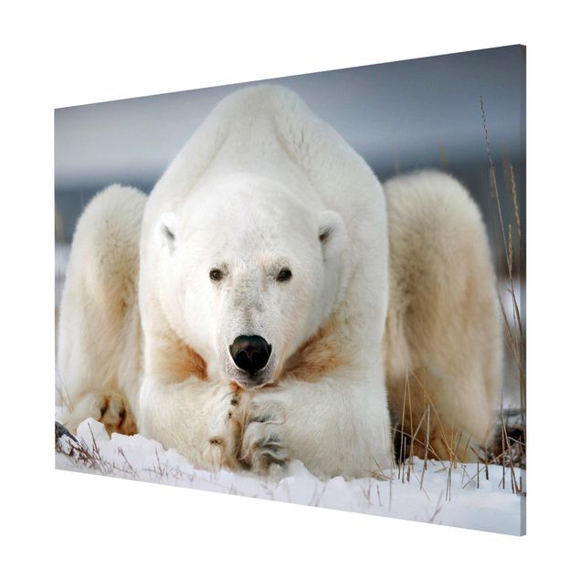 Magnettafeln Tiere Nachdenklicher Eisbär