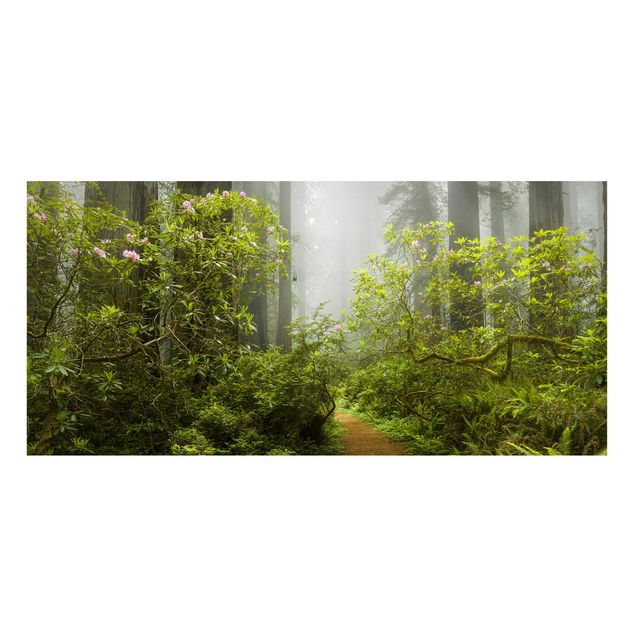 Wandbilder Bäume Nebliger Waldpfad