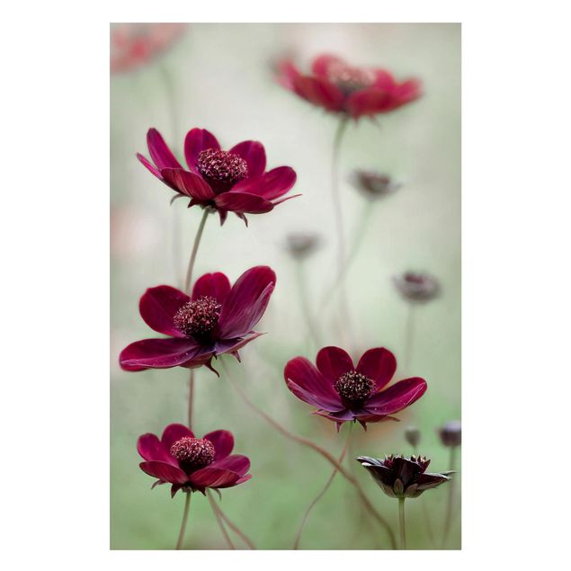 Wandbilder Floral Pinke Kosmeen