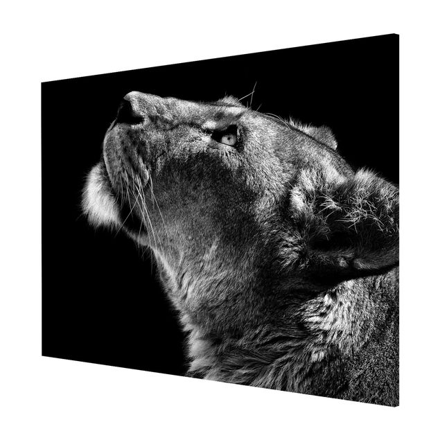 Magnettafeln Tiere Portrait einer Löwin
