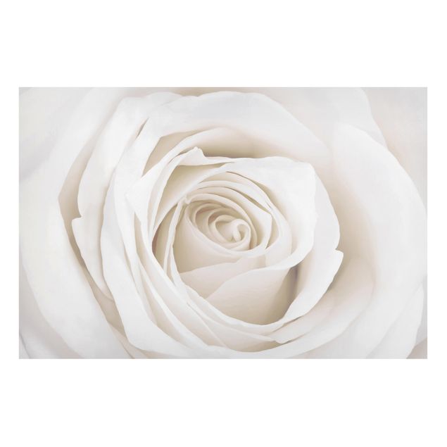 Magnettafeln Blumen Pretty White Rose