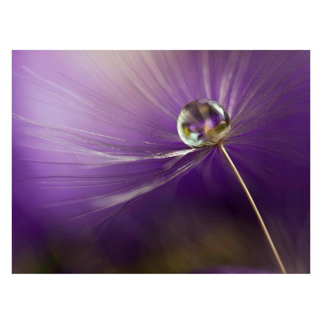 Magnettafeln Blumen Pusteblume in Violett