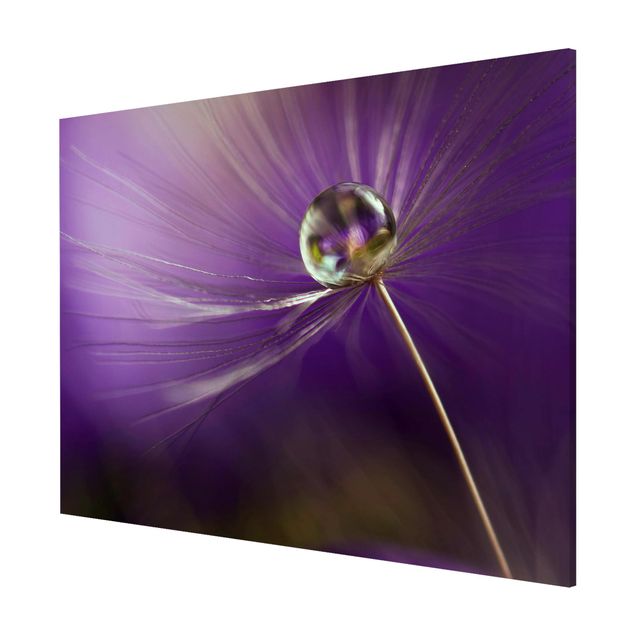 Wandbilder Floral Pusteblume in Violett