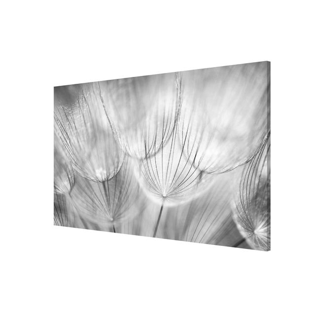 Wandbilder Floral Pusteblumen Makroaufnahme in schwarz weiß