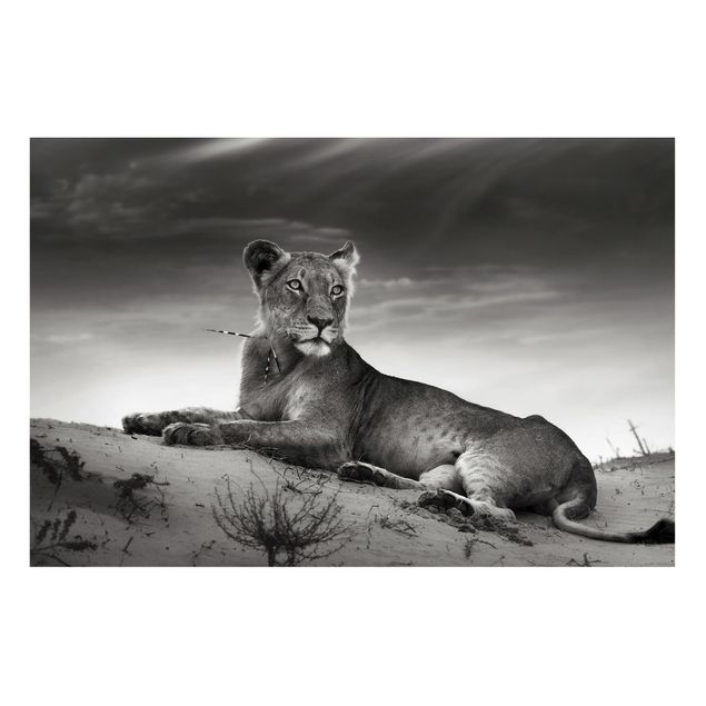 Magnettafeln Tiere Resting Lion