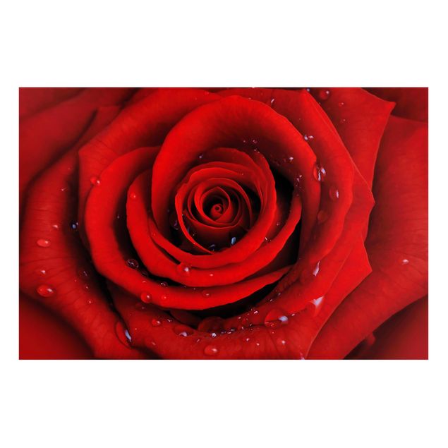 Magnettafeln Blumen Rote Rose mit Wassertropfen