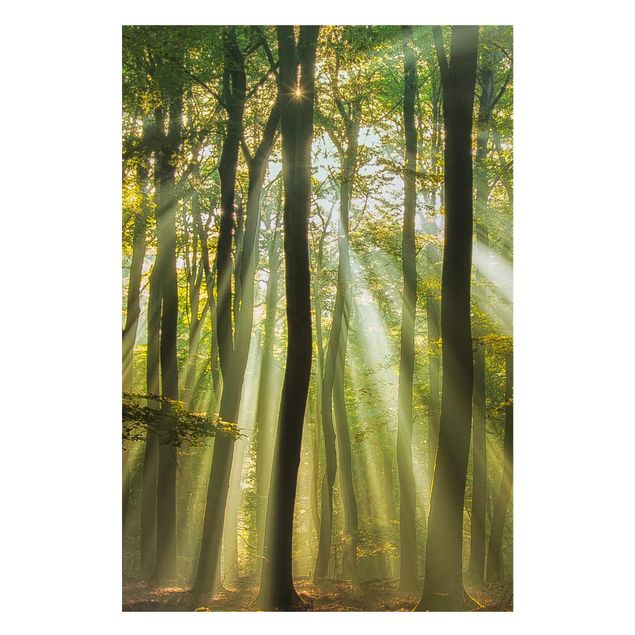 Wandbilder Bäume Sonnentag im Wald